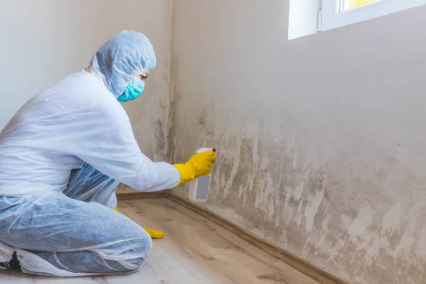 Licensed Mold Remediation service in Oakland, OR - WQB Mold Removal
